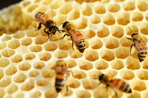Miten mehilaiset tekevat hunajaa