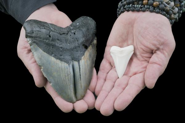 Onko megalodonia olemassa?  - Millainen megalodon oli? 