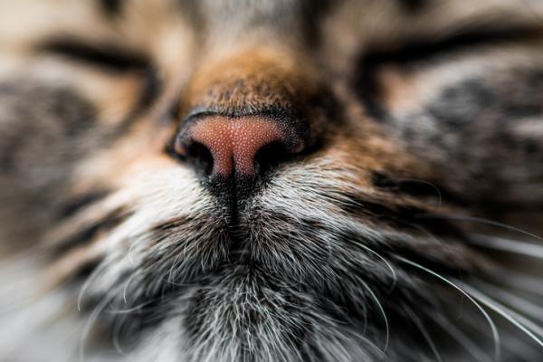 10 tuoksua jotka houkuttelevat kissoja