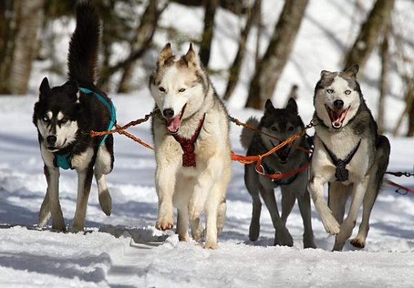 10 uteliaisuutta Siperianhuskysta - 7. He syntyivät juoksemaan