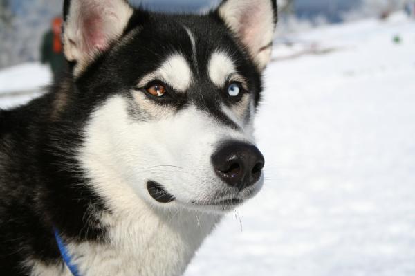 10 uteliaisuutta Siperianhuskysta - 2. Sillä voi olla yksi silmä jokaista väriä