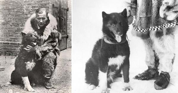 10 uteliaisuutta siperianhuskysta - 10. Balto, ennennäkemätön sankari