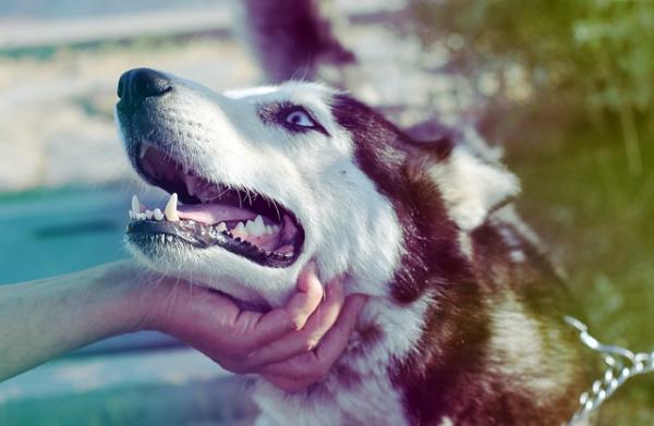 10 uteliaisuutta Siperianhuskysta - 4. Hänen äänikykynsä on ainutlaatuinen