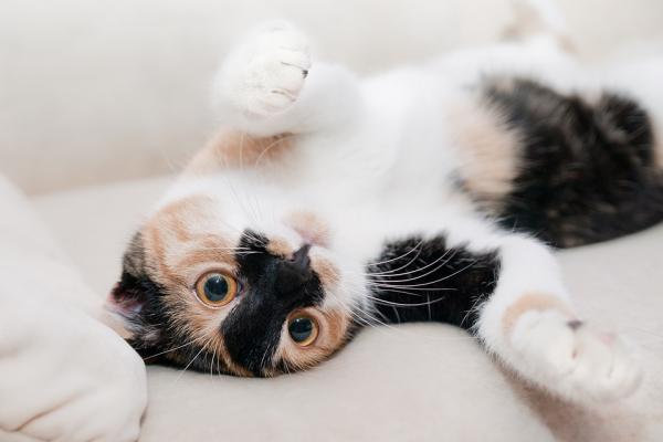 Onko kissojen pitäminen raskauden aikana pahasta?  - Puhtaimmat eläimet