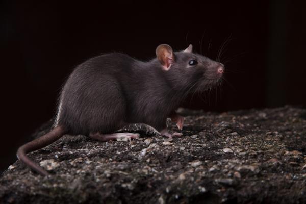 Invasiiviset lajit Meksikossa - Esimerkkejä - Musta rotta (Rattus rattus)
