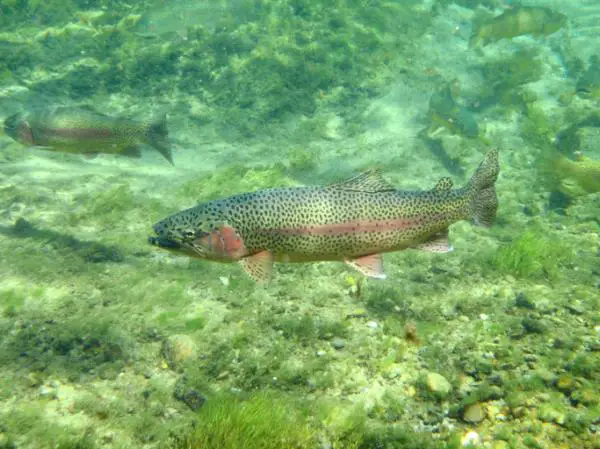 Invasiiviset lajit Meksikossa - Esimerkkejä - Kirjolohi (Oncorhynchus mykiss)