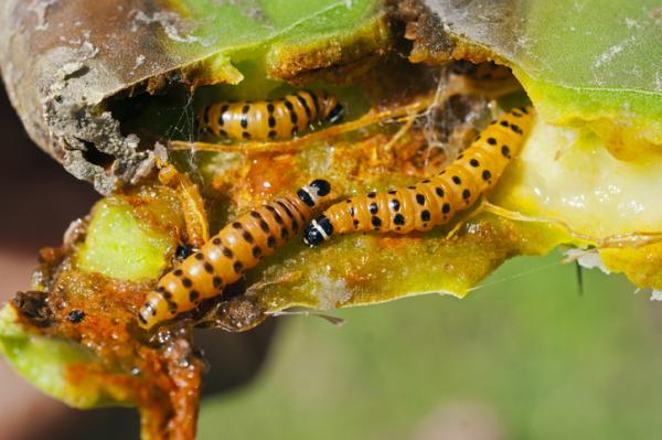 Invasiiviset lajit Meksikossa - Esimerkkejä - Nopal-koi (Cactoblastis cactorum)