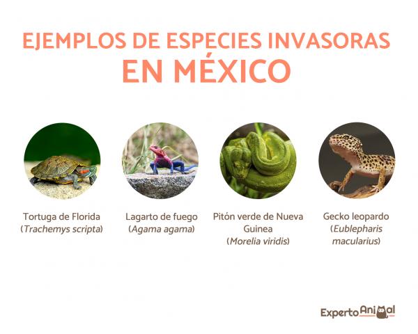Invasiiviset lajit Meksikossa – Esimerkkejä – Floridan kilpikonna (Trachemys scripta)
