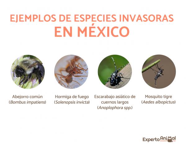 Invasiiviset lajit Meksikossa – esimerkkejä – tavallinen kimalainen (Bombus impatiens)