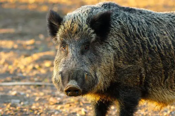 Invasiiviset lajit Meksikossa – Esimerkkejä – Luonnonvarainen sika tai Euroopan villisika (Sus scrofa)