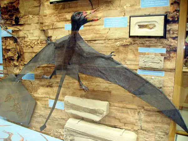 1638445341 456 Lentavien dinosaurusten tyypit nimet ja kuvat