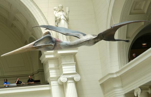1638445341 610 Lentavien dinosaurusten tyypit nimet ja kuvat