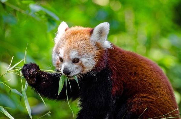 Uteliaisuutta punaisesta pesukarhusta - bambuun perustuva ruokavalio