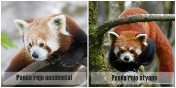 Uteliaisuutta punaisesta pesukarhusta - Kaksi punaista pandatyyppiä