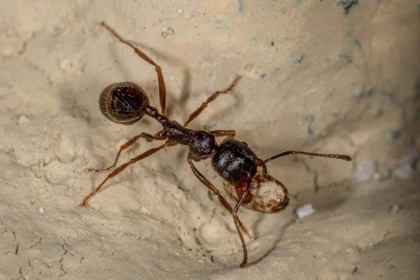 Mitä muurahaiset syövät?  - Muurahaisten ruokkiminen