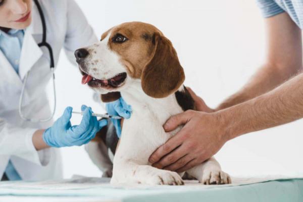 15 virhettä, joita koirien kanssa tehdään - 1. Rokotusaikataulun laiminlyönti