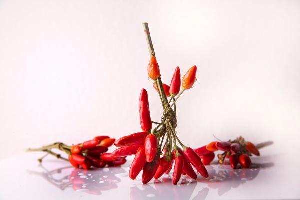Kuinka pelotella lintuja?  - Muita tapoja pelotella lintuja