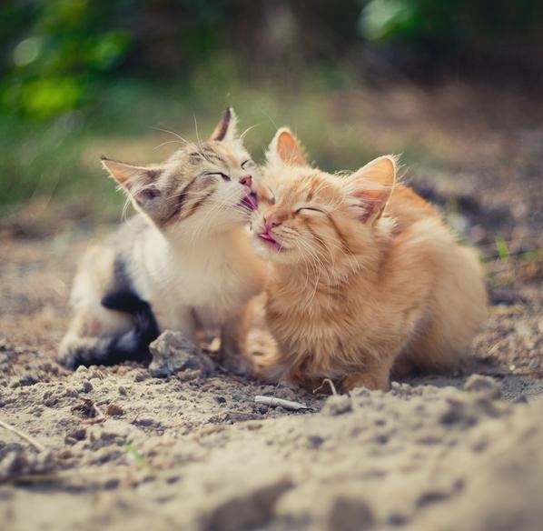 Miksi kissat nuolevat toisiaan?  - Kissat nuolevat toisiaan luodakseen ystävällisen siteen