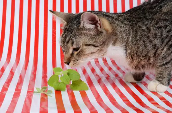 10 tuoksua, jotka houkuttelevat kissoja - Kissanminttu