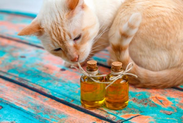 10 tuoksua, jotka houkuttelevat kissoja - Olivo