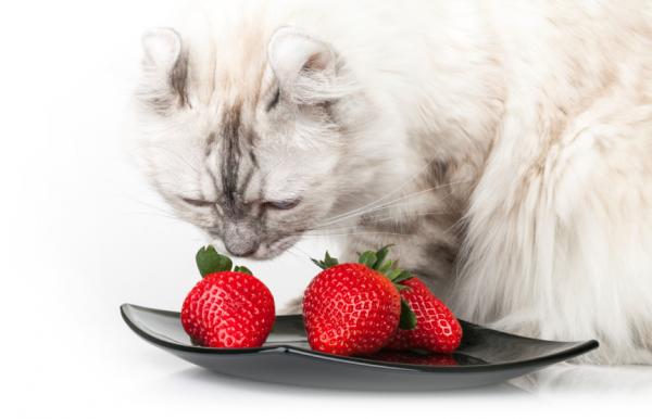 10 tuoksua, jotka houkuttelevat kissoja - Hedelmätuoksut