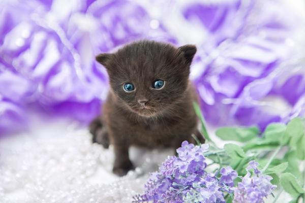 10 tuoksua, jotka houkuttelevat kissoja - Laventeli