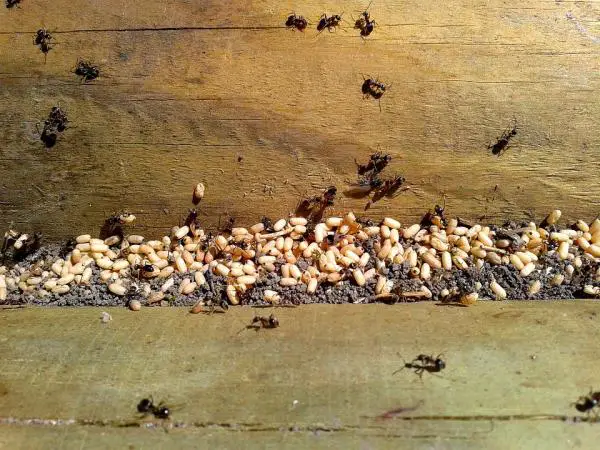 Miten muurahaiset lisääntyvät?  - Uuden siirtokunnan syntymä