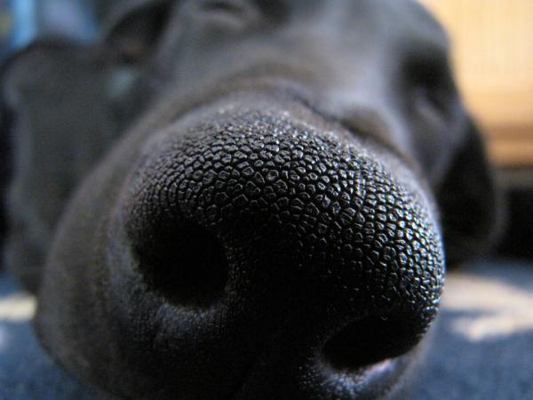 Miksi koirallani on kuiva nenä?  - Penikkatauti tai parvovirus