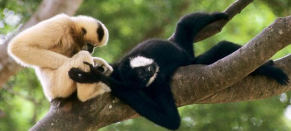 10 uskollisinta eläintä kumppanilleen - Gibbon