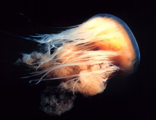 Maailman suurin meduusa - käyttäytyminen ja lisääntyminen
