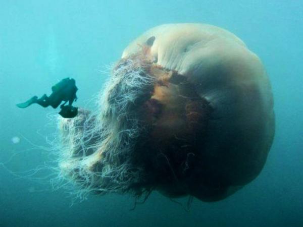 Maailman suurin meduusa - Maailman suurimman meduusan uteliaat
