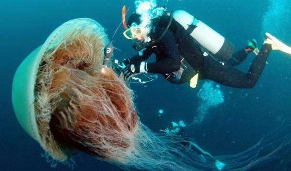 Maailman suurin meduusa - Maailman suurimman meduusan elinympäristö