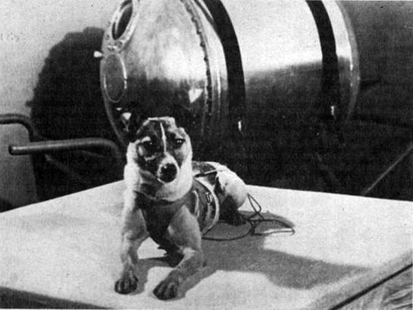 10 uteliaisuutta koirista, joita et voi missata - 3. Ensimmäinen astronautti ... oli koira nimeltä Laika!