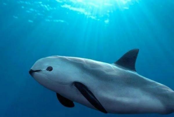 Meksikon merieläimistö - La vaquita marina