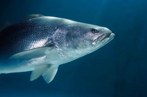 Meksikon merieläimistö - La totoaba