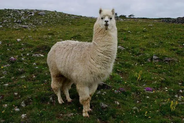 Laaman ja alpakan erot - Laaman ominaisuudet (Lama glama)