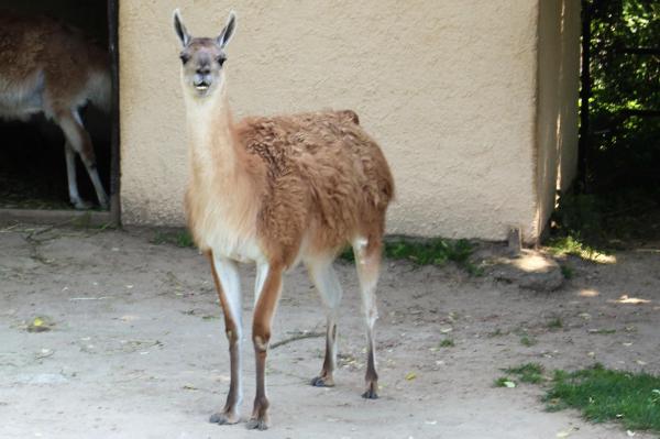 Laaman ja alpakan erot - guanakoiden (Lama guanicoe) ominaisuudet