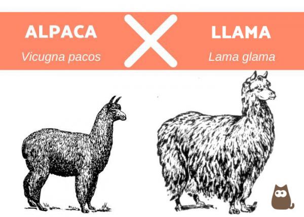 Laaman ja alpakan erot - Laaman ja alpakan välinen ero