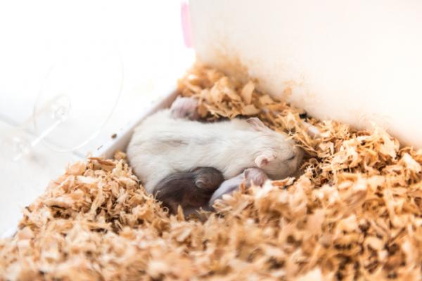 Uteliaisuutta hamstereista - 5. Voimme kertoa hamsterin sukupuolen katsomalla sen häntää