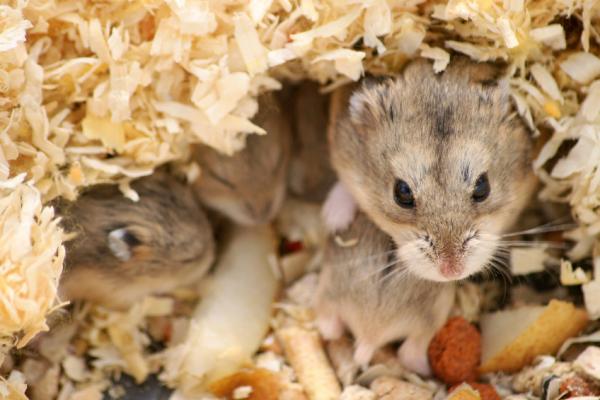 Kuriositeettia hamstereista - 1. Hamsterilajeja on monia 