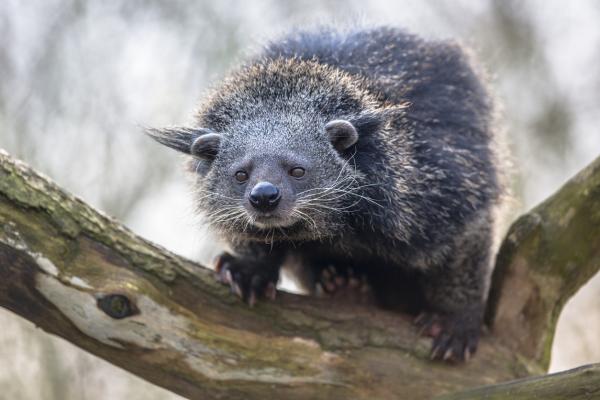 Binturong - Ominaisuudet, elinympäristö, ruokinta ja lisääntyminen - Missä binturong asuu?
