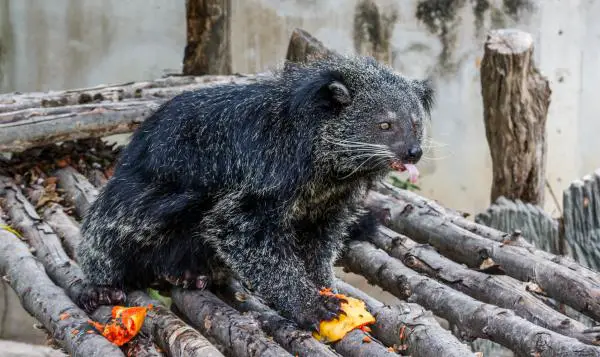 Binturong - Ominaisuudet, elinympäristö, ruokinta ja lisääntyminen - Mitä binturong syö?