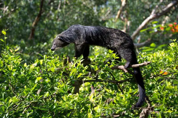 Binturong - Ominaisuudet, elinympäristö, ruokinta ja lisääntyminen - Binturongin ominaisuudet