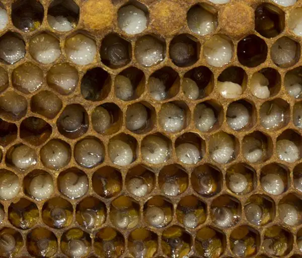 Miten mehiläiset syntyvät?  - Kuinka kauan mehiläiskuningatar munii?