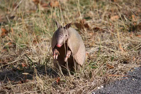 Missä jättiläinen armadillo asuu - jättiläinen armadillo, uhanalainen laji