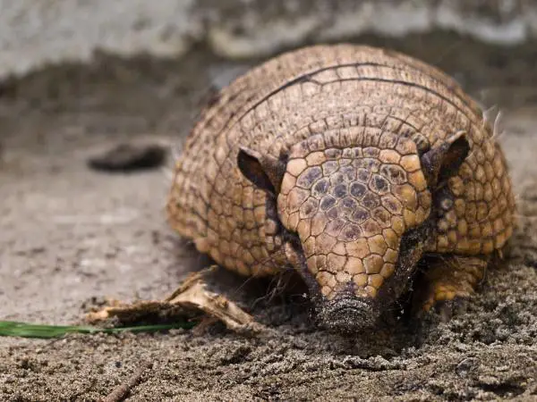 Missä jättiläinen armadillo asuu - jättiläinen armadillo elinympäristö