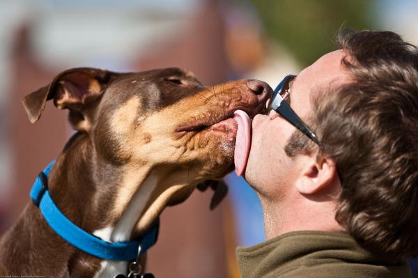 10 myyttiä koirista, jotka sinun pitäisi tietää - 10. Koirien suu on puhtaampi kuin ihmisten, koska ne on madotettu