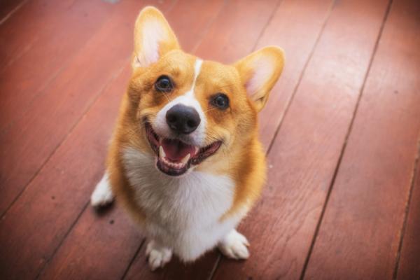Onnellisen koiran asennot - Koirasi hymyilee