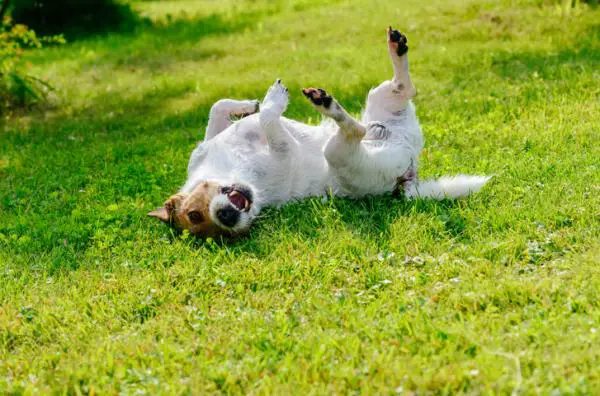 Onnellinen koiran poseeraus - Pyörii ruohossa