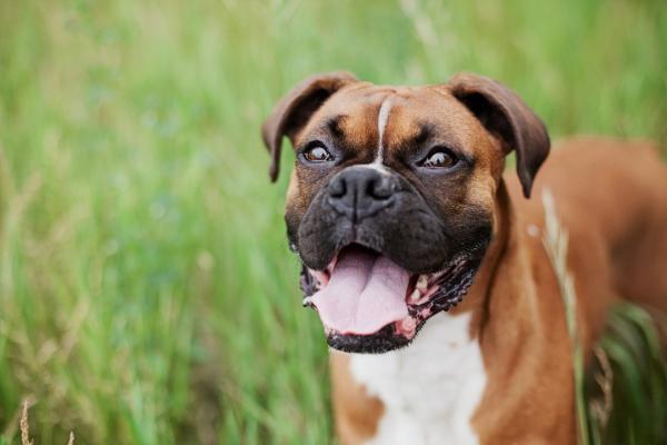 Happy Dog Postures - Pysähtyy kesken pelin